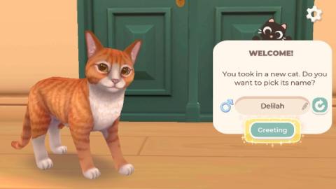 猫咪救援故事[图3]