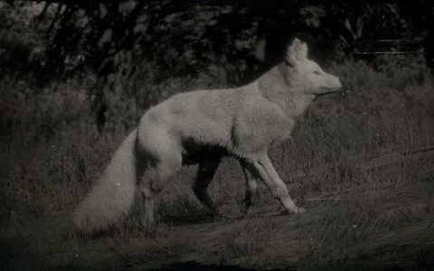 荒野大镖客狐狸用什么[图2]